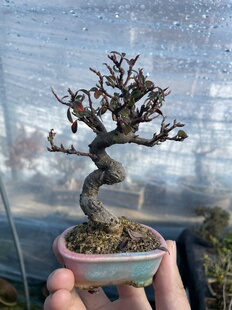 白花白紫檀 白花荀子盆景提根造型老桩阳台办公桌盆栽一物一拍