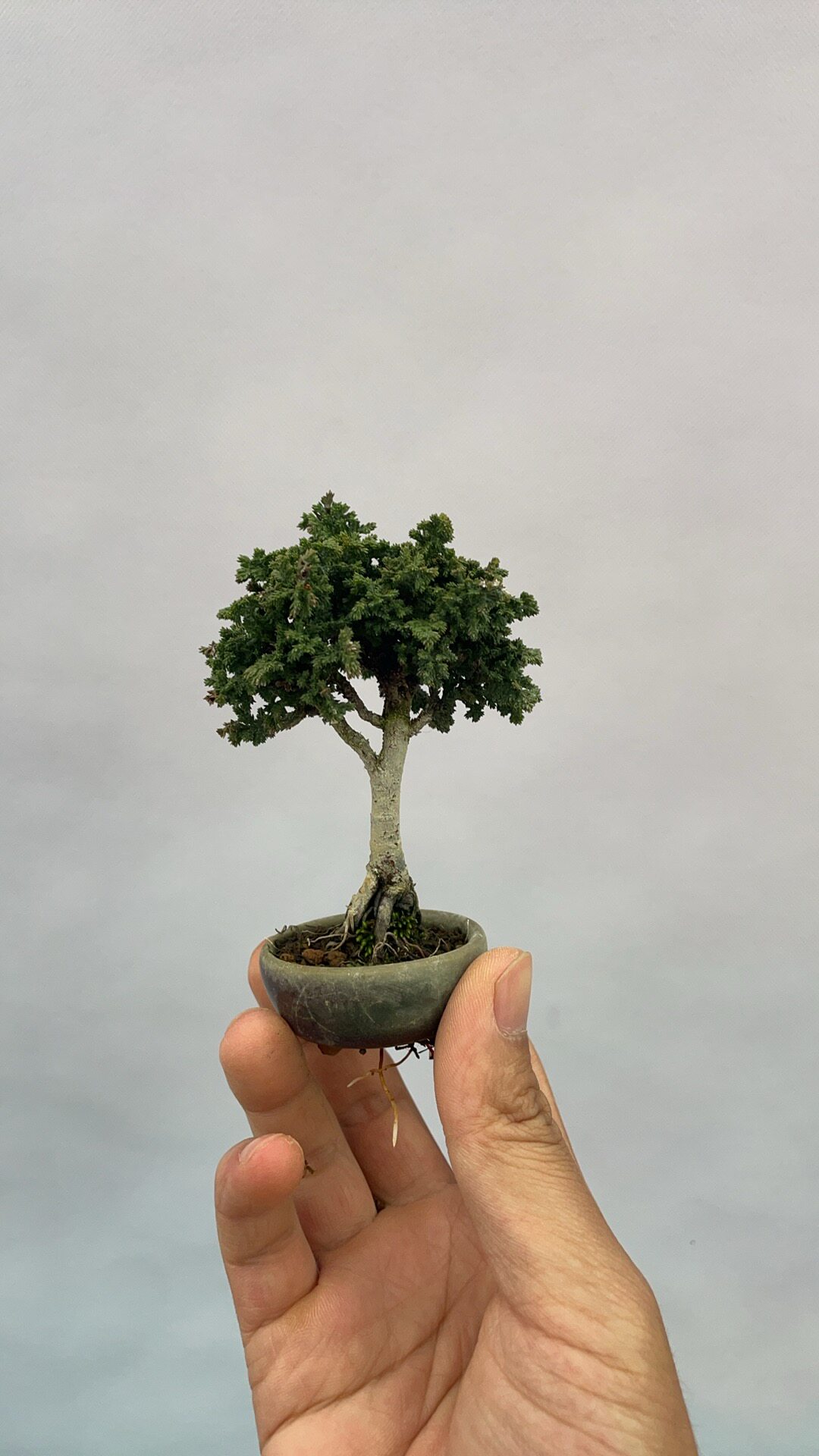 日本石化桧老桩盆景盆景小豆盆