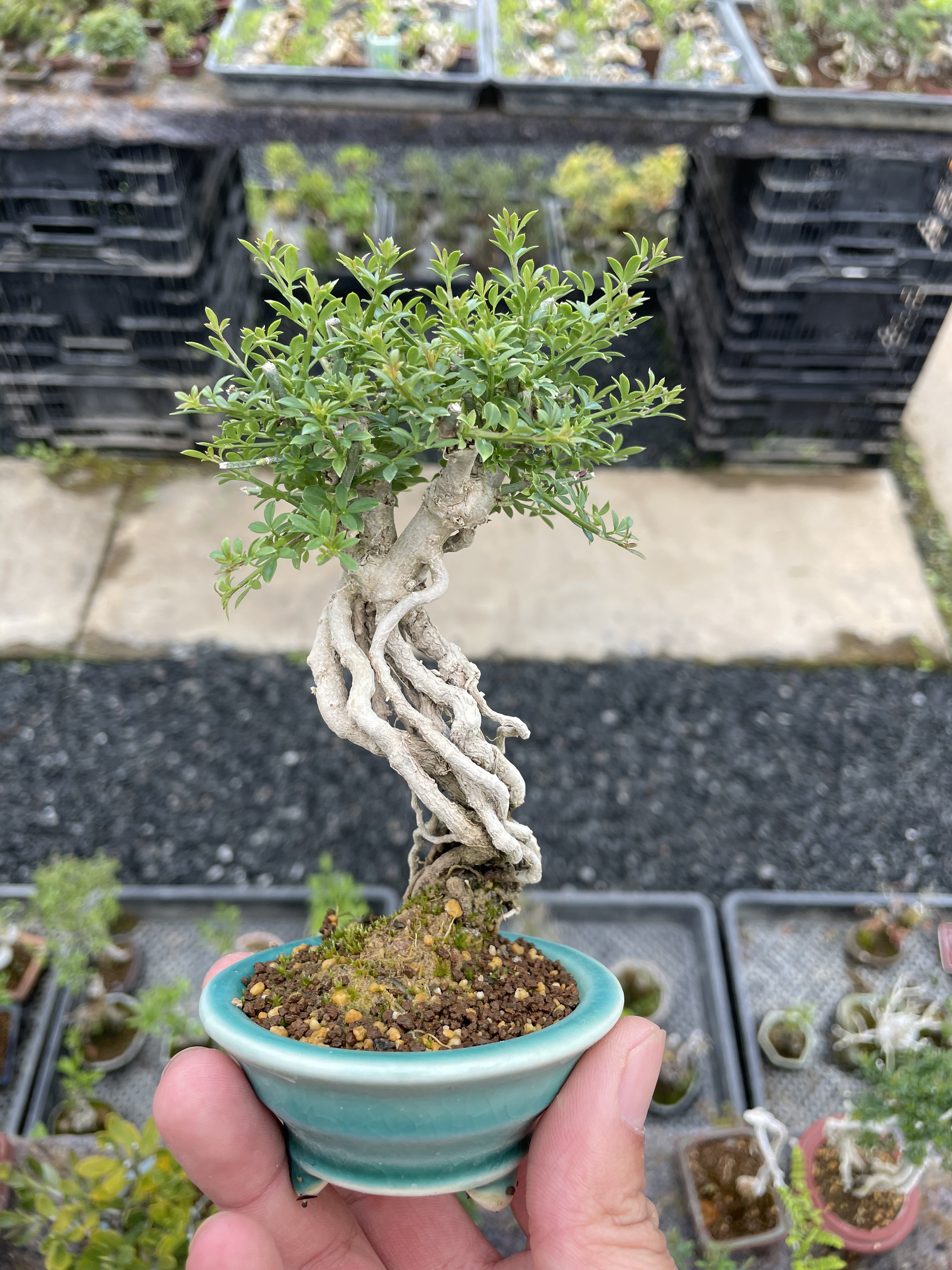 提根迎春花老桩盆景造型盆景