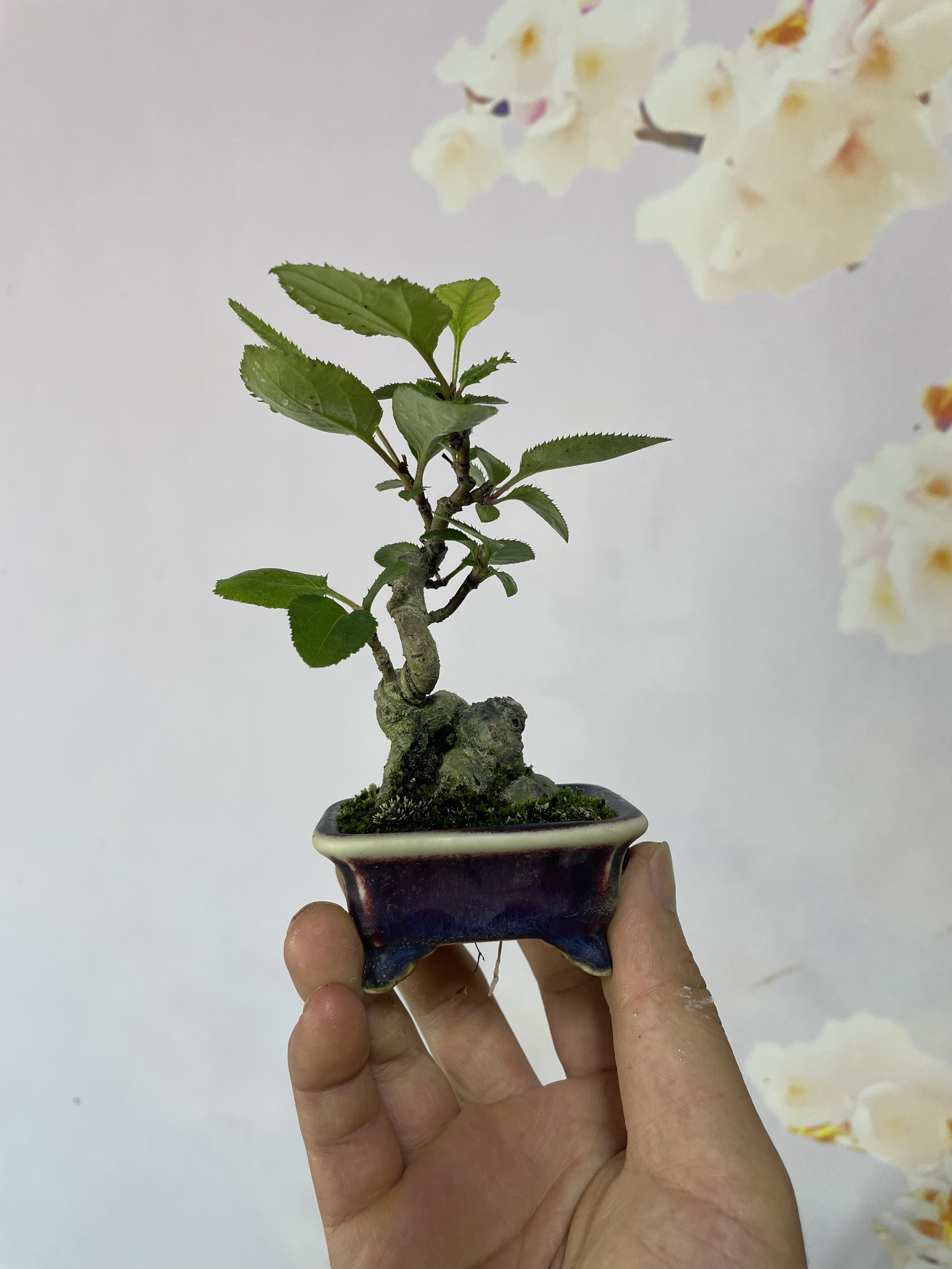 日本深山海棠花盆景造型桌面摆放
