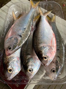 潮汕海鲜海鱼力鱼 新鲜鳓鱼 白力鱼 白鳞鱼 新鲜海鲜水产