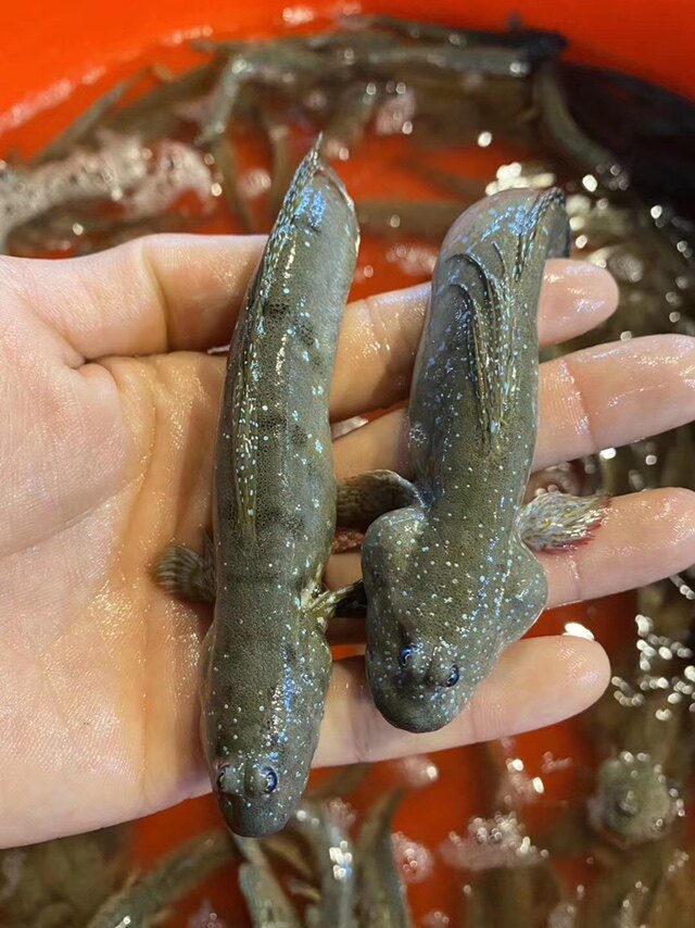 海捕鲜活跳跳鱼 弹涂鱼 滩涂鱼 当天活冻抽真空寄出 跳跳鱼 500g