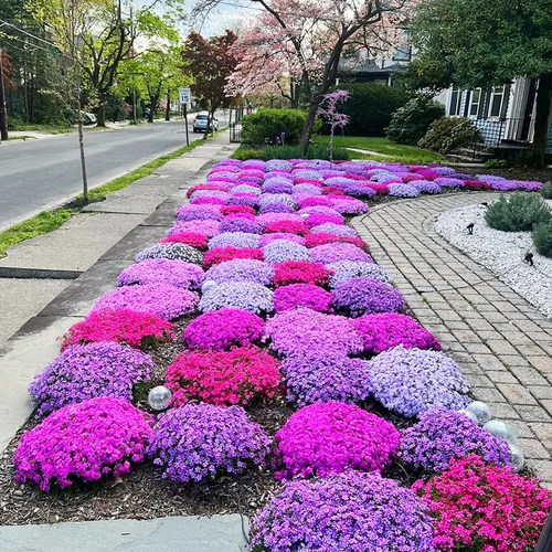 日本芝樱耐热耐寒多年易爆盆花卉