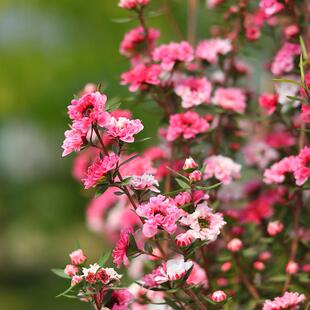 耐寒澳洲红梅松红梅小叶寒梅腊梅盆栽带花阳台庭院四季常绿植物