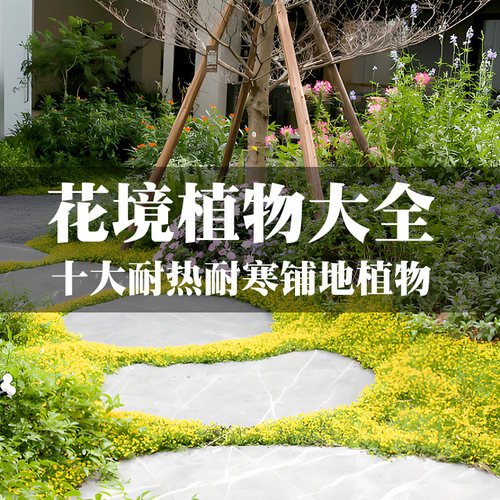 十大花园地被植物耐热耐寒