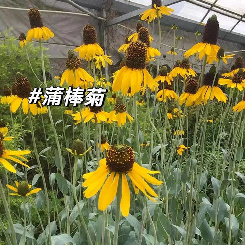 蒲棒菊盆栽阳台庭院花镜宿根植物