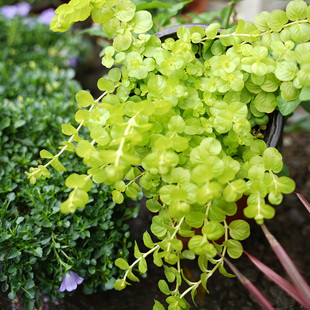 蔓性金叶过路黄盆栽苗黄金串吊兰多年生沼泽挺水常绿观叶地被植物