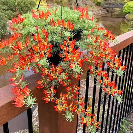 鹦鹉嘴花盆栽百脉根吊兰加纳利阳台庭院垂吊植物花苗银色多年生