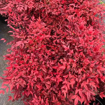 湾流南天竹观叶庭院花镜调色植物