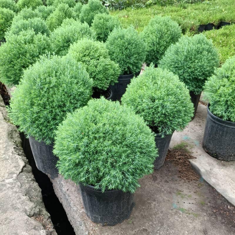 可爱皮球松盆栽球型树柏观叶图片
