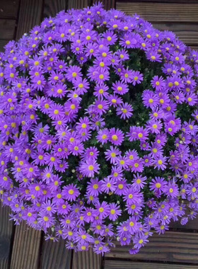 姬小菊玛格丽特盆栽大小苗花苗带花苞多季开花大盆紫色菊阳台庭院