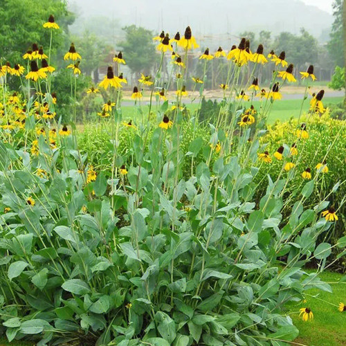 蒲棒菊大金光菊多年生耐寒观花
