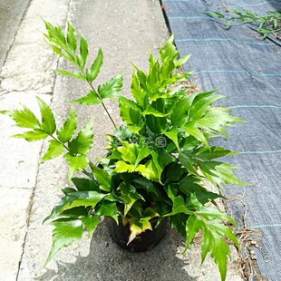 贯众蕨盆栽室内室外喜阴耐寒蕨类植物多年生宿根蕨类阴生花园植物