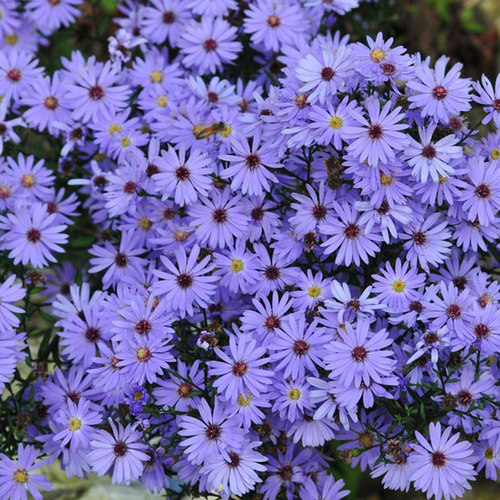 荷兰菊玛格丽特姬小菊花苗盆栽