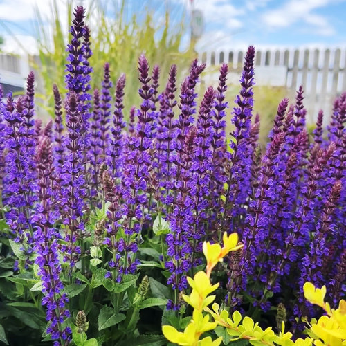 花镜鼠尾草植物耐寒宿根林荫花苗