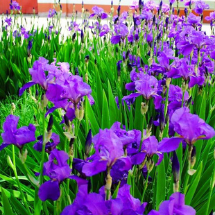水生鸢尾盆栽花苗庭院池塘常绿花卉耐寒好养活地栽植物绿化造景