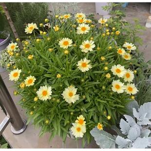 金鸡菊小闹钟 矮生金鸡菊室内阳台庭院花卉花期长耐热好养多年生