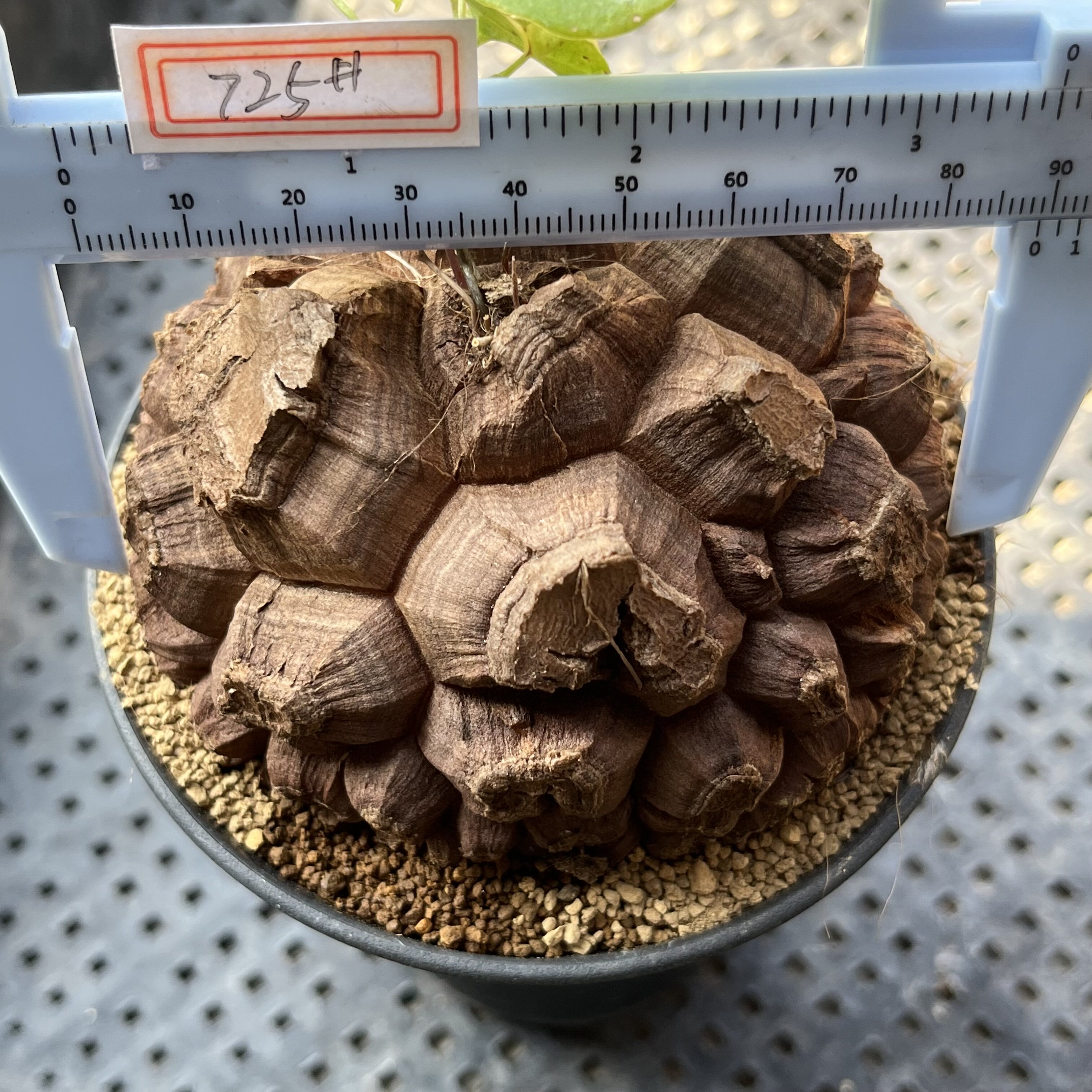 优卡洛植物窗台容易美观