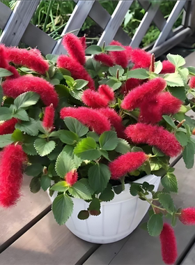 红樱吊兰盆栽四季循环开花