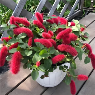 红樱吊兰盆栽狗尾花垂吊年宵花卉四季循环开花耐热岁岁红猫尾红