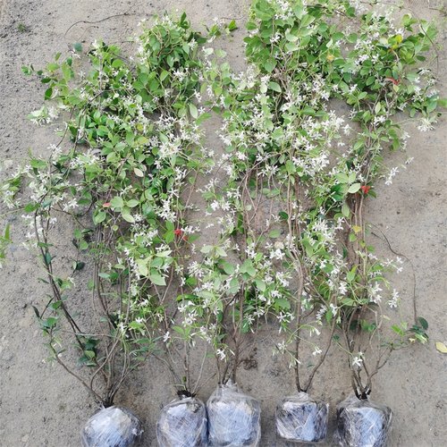 藤蔓风车茉莉庭院老桩四季常青