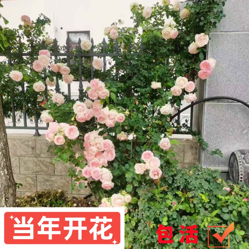 蔷薇花苗藤本月季特大浓香庭院爬藤植物花卉盆栽阳台玫瑰爬墙四季