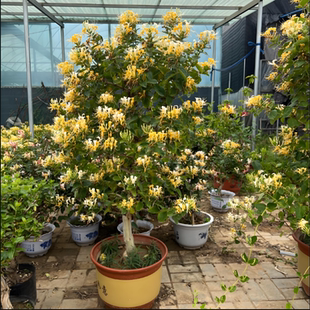 金银花树苗盆栽四季花可食用爬藤阳台庭院南方北方绿植花卉老桩