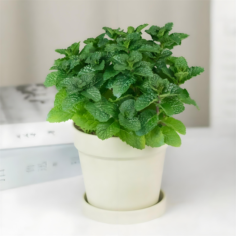 迷迭香盆栽薄荷罗勒紫苏阳台庭院种植可食用香料耐寒植物四季包邮