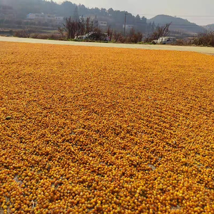黄精种子大量供应净籽川滇鸡头黄精多花红黄花老虎姜型不倒苗野生
