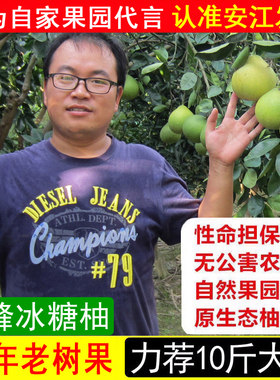 雪峰柚安江冰糖柚土柚子中华药柚