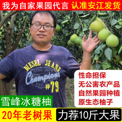 雪峰柚安江冰糖柚土柚子中华药柚