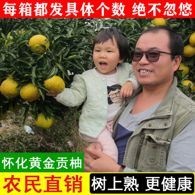 黄金贡柚怀化黄金贡柚春香象山青