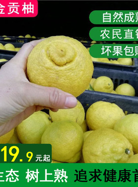 黄金贡柚春香象山青怀化黄金贡柚