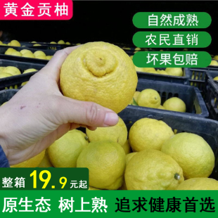 湖南怀化洪江黄金贡柚新鲜孕妇水果甜桔柚春香雪峰山小柚子象山青