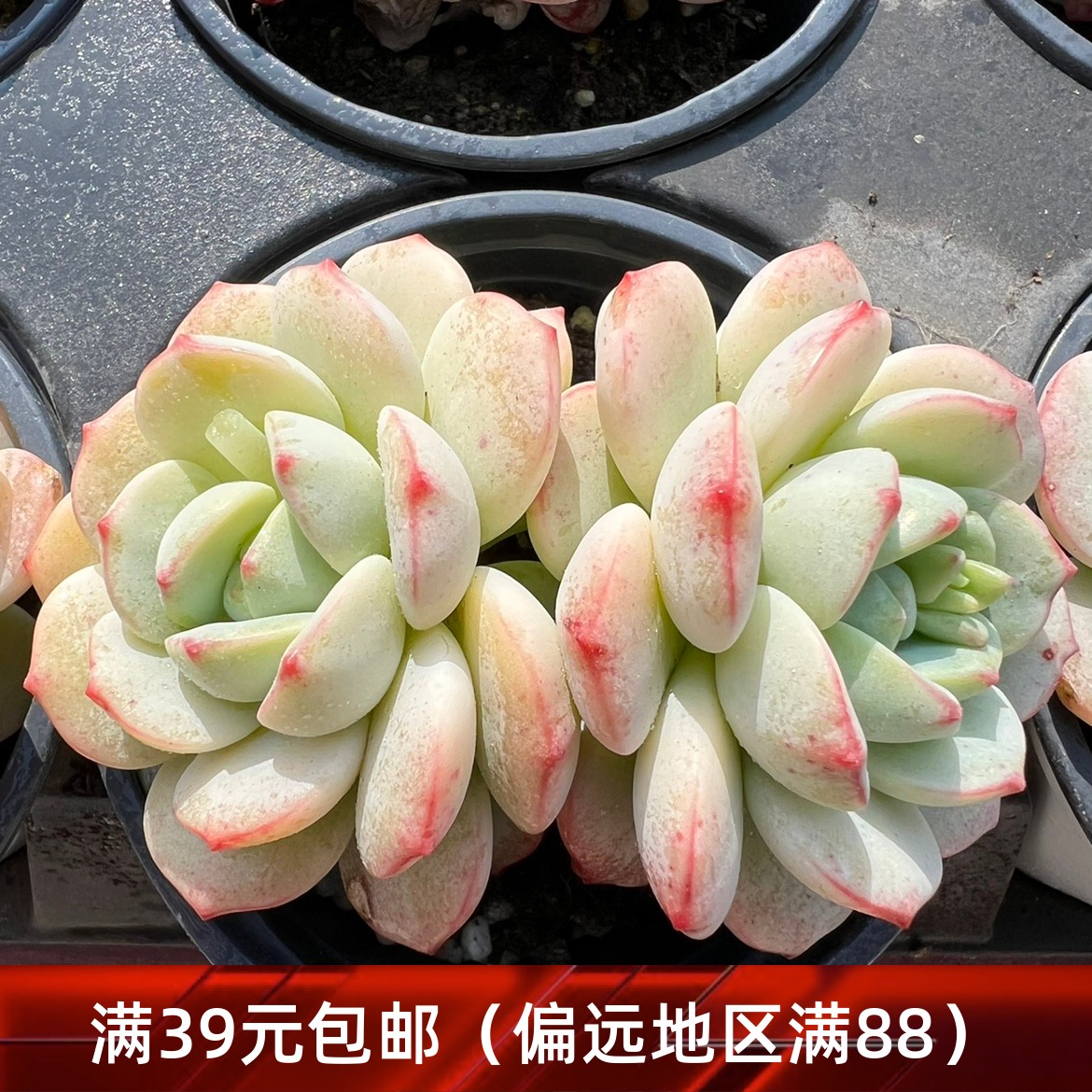 香草比斯多肉一物一拍  精品香草多肉植物【雪狼多肉】