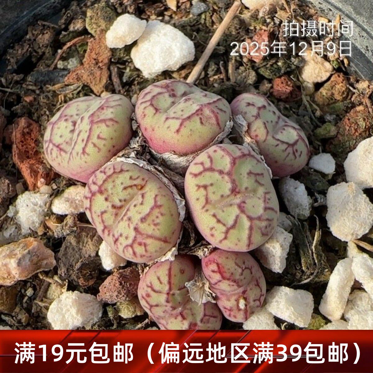 猴脸青姬肉锥一物一拍 红纹青姬多肉母本开花株番杏植物