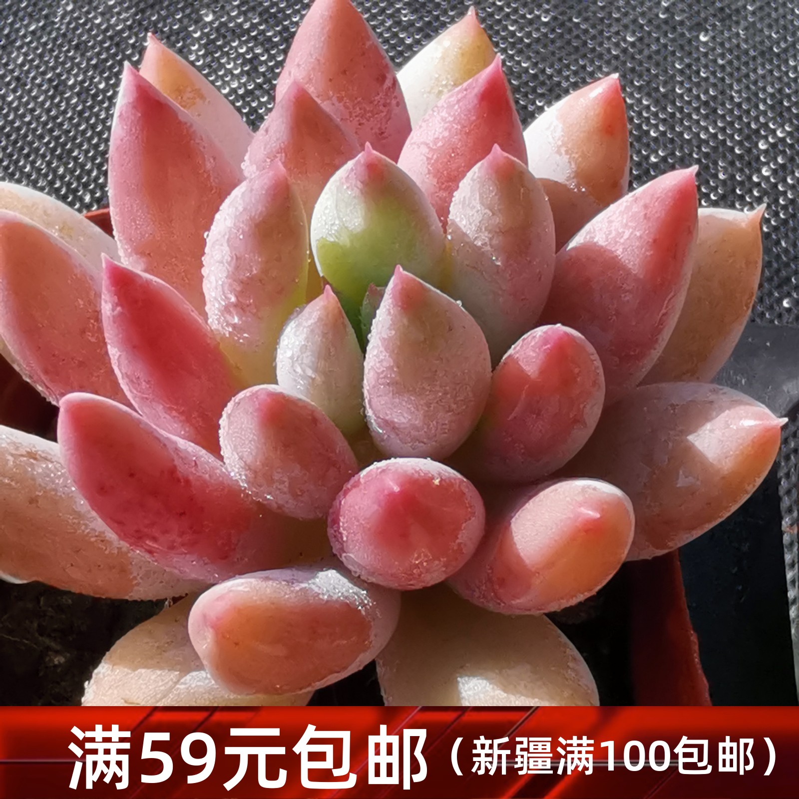 所罗门多肉植物一物一拍索罗门粉色精品多肉植物 雪狼多肉 所罗门多肉植物一物一拍索罗门粉色精品多肉植物 雪狼多肉