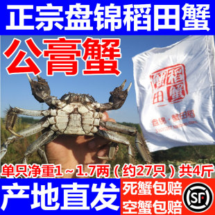 公膏蟹全公蟹河蟹大闸蟹螃蟹鲜活特价 包邮 礼盒 盘锦稻田蟹