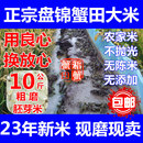 胚芽米东北盘锦蟹田大米农家自产碱地不抛光珍珠米新米10公斤20斤