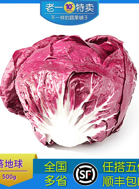 老一特卖 新鲜红菊苣落地球生菜红球红叶包菜 沙拉蔬菜 500g