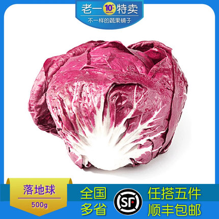 老一特卖 新鲜红菊苣落地球生菜红球红叶包菜 沙拉蔬菜 500g