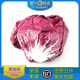 500g 沙拉蔬菜 老一特卖 新鲜红菊苣落地球生菜红球红叶包菜