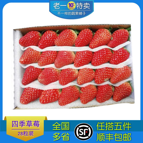 老一特卖新鲜草莓28双流冬草莓