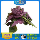 老一特卖新鲜紫苏叶500g鱼虾海鲜去腥香料紫苏叶苏子叶红紫苏