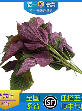 老一特卖新鲜紫苏叶500g鱼虾海鲜去腥香料紫苏叶苏子叶红紫苏
