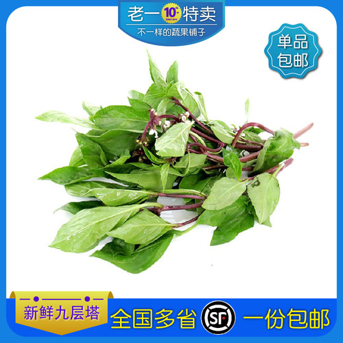 新鲜九层塔叶金不换三杯鸡冬阴功越南菜九层塔