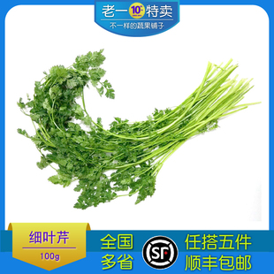 新鲜细叶芹西餐香料雪维菜有喙欧芹新鲜香料