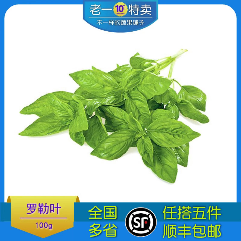 老一特卖 新鲜罗勒叶250g 食用甜罗勒叶欧罗 香料 做青酱罗勒