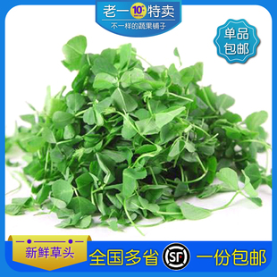 新鲜小草头金花菜野菜三叶菜秧草多省包邮含水湿的上海本地蔬菜