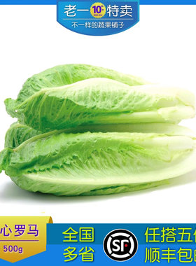 罗纹生菜老一特新鲜罗马生菜500g